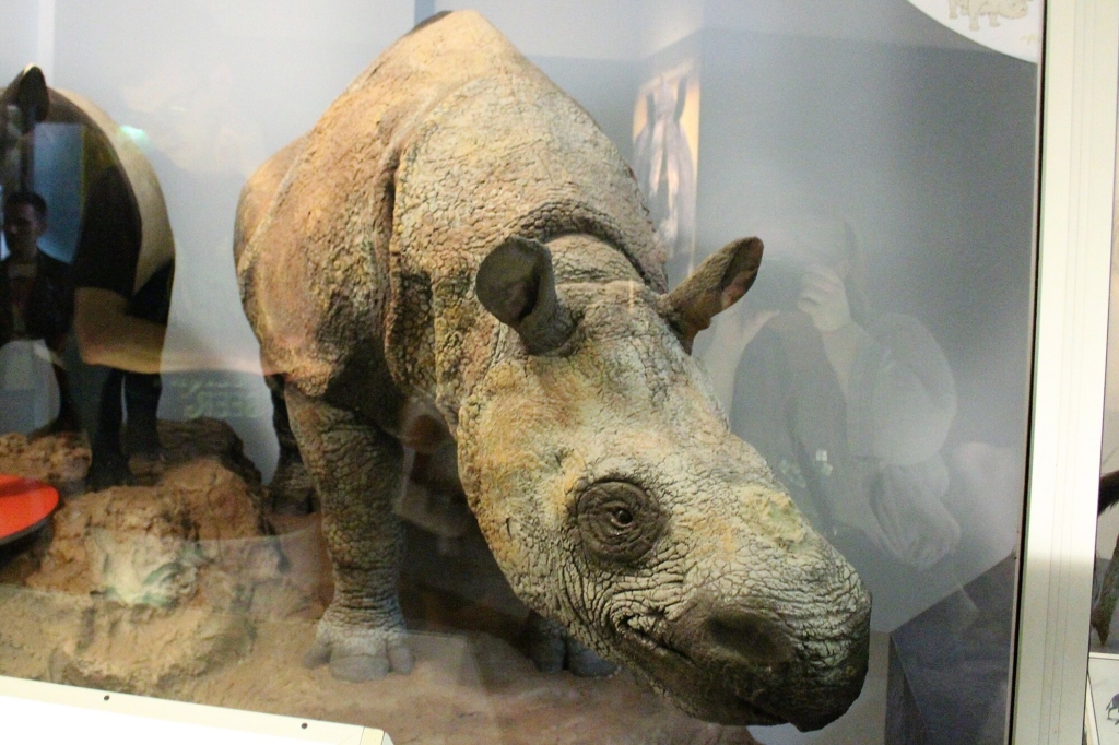 Taxidermied Javan rhinoceros (Rhinoceros sondaicus) at the Natural History Museum in London, England.