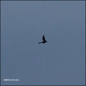 big brown bat in flight against blue dawn sky, photo by Amber Love