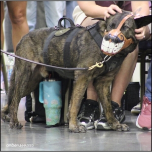 Aurora Police K9 dog, Magnum, (standing close to audience to get petted) wearing a funny muzzle that has huge white teeth and a curly black mustache.