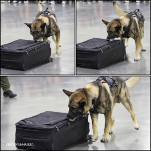collage of Aurora Police K9 German Shepherd dog, Jax, inspecting a suitcase.