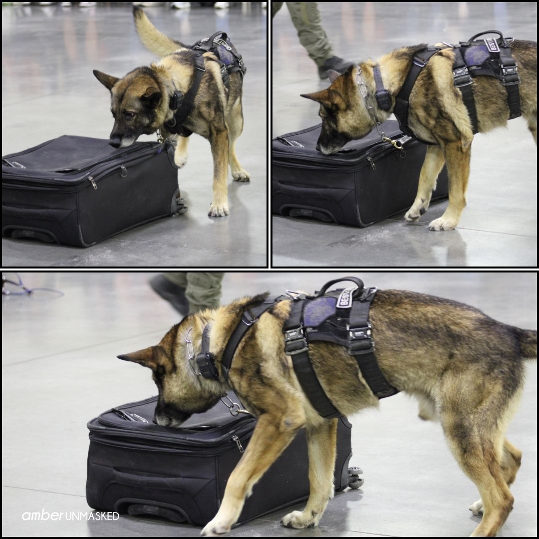 crime con K9 wm (12)