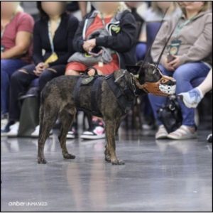 Aurora Police K9 dog, Magnum, standing still wearing a funny muzzle that has huge white teeth and a curly black mustache.