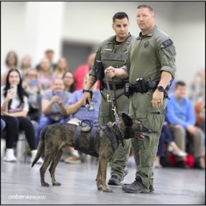 Aurora Police K9 dog, Magnum, standing still next to 2 uniformed handlers.