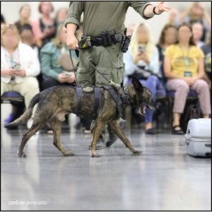 Aurora Police K9 dog, Magnum, walking next to one of the uniformed handlers.