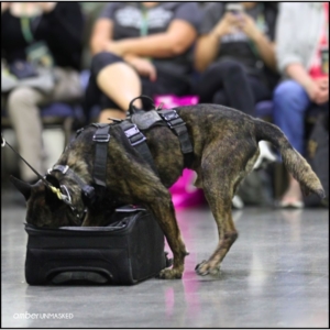 Aurora Police K9 dog, Magnum, inspecting a suitcase thoroughly with his nose deep into it.