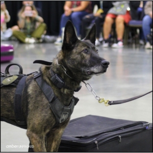 Aurora Police K9 dog, Magnum, standing attentively next to a suitcase.