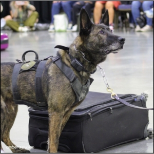 Aurora Police K9 dog, Magnum, standing attentively next to a suitcase.