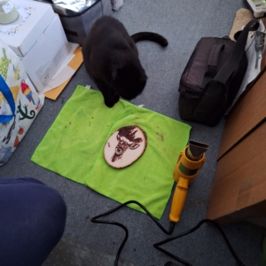 black cat Gus sitting next to the deer plaque in progress looking down to inspect it.