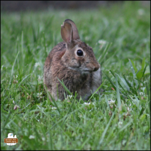 an eastern cottontail rabbit in the grass