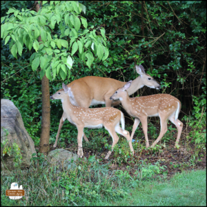 a white-tailed deer mother and her two spotted fawns in front of bushes
