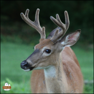 a young buck with velvet 8-point antlers close up